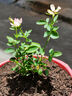 耐寒薔薇花苗爬藤四季開花室內(nèi)盆栽室外藤本月季玫瑰花卉易活植物 天荷 灌木 精品花苗 不含盆 曬單實拍圖