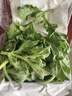 農(nóng)大姐妹順豐速運(yùn) 新鮮冰菜 冰草  新鮮蔬菜現(xiàn)摘冰葉 冰花 即食沙拉菜 1斤 曬單實(shí)拍圖