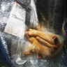 象拔蚌刺身超大肥厚海鮮野生象牙蚌新鮮日料壽司食材 象拔蚌300g*1袋 曬單實(shí)拍圖