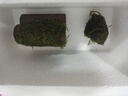 瘋狂水草（FKSC）莫斯水草活體植物魚(yú)缸造景底部前景套餐懶人陰性莫斯樹(shù)沉木水榕 莫斯小屋 曬單實(shí)拍圖