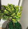 開(kāi)時(shí)果 小葉赤楠盆景擺件 辦公室桌面綠植花卉好養(yǎng)盆栽植物源頭直發(fā)包郵 【熱銷(xiāo)款】舍得紫砂盆+黑石+底座 曬單實(shí)拍圖
