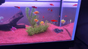 德克（D&A）溪流缸客廳生態(tài)缸桌面魚缸全套一體缸自循環(huán)免換水家用小型造景缸 北溪1號-黑（架燈款） 121.2x31.2x32cm 曬單實拍圖