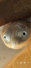 魚缸霧化器水族箱造景裝飾加濕器魚池盆景擺件假山造霧器 不銹鋼無燈霧化器+送浮標(biāo)套裝 曬單實(shí)拍圖