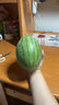 現摘現發(fā)2k西瓜當季手剝薄皮小糖丸西瓜新鮮水果冰糖子小西瓜 4-5斤（1-2個） 曬單實拍圖
