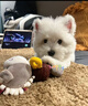 寵邁鑫西高地白梗幼犬軟毛剛毛純種西高地小狗雙血統(tǒng)家養(yǎng)寵物狗小體幼崽 血統(tǒng)級 西高地 公 曬單實拍圖