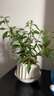 八芽小葉梔子花盆栽開花植物室內(nèi)桌面茶幾好養(yǎng)花卉綠植辦公室凈化空氣 小葉梔子花-陶瓷豎紋盆 帶盆栽好 曬單實拍圖