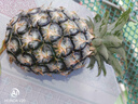 正宗海南金鉆鳳梨新鮮水果當季樹(shù)上熟芒果鳳梨【催熟食用】 1粒裝單果500g-650g【7成熟，催熟再吃】 曬單實(shí)拍圖