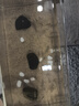 桐汝壁活體飼料魚(yú)麥穗魚(yú)小魚(yú)苗喂龍魚(yú)羅漢鱷龜開(kāi)口飼料魚(yú)淡水魚(yú)活魚(yú)包活 飼料魚(yú)1-2厘米50條送10%防損 曬單實(shí)拍圖
