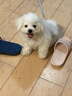 比熊幼犬純種比熊韓系比熊小體長(zhǎng)不大茶杯犬飛耳比熊小型犬活體狗 寵物級(jí) 曬單實(shí)拍圖