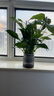 白掌一帆風順盆栽植物室內(nèi)花卉綠植水養(yǎng)四季開花新手好養(yǎng)活 白掌1盆（繁星盆） 曬單實拍圖