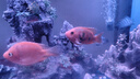 樂淘逸寵血紅鸚鵡魚活體發(fā)財(cái)魚財(cái)神魚大型熱帶觀賞魚淡水好養(yǎng) 10-11cm紅+黃+梅花鸚鵡各1條 曬單實(shí)拍圖