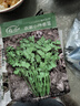 壽禾 農家小葉香菜種子老品種四季芫荽蔬萊籽種籽陽臺盆栽秋冬季菜籽 濰豐小葉香菜種子60g約4800粒 曬單實拍圖