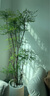 花財(cái)主大型盆栽綠植 檸檬樹鴨腳木發(fā)財(cái)樹天堂鳥綠植室內(nèi)客廳大盆栽 南天竹-1.5-1.6米【圓球盆】 含盆 曬單實(shí)拍圖