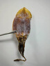 東上御品 山東 大魷魚干500g凈重4-5條 海產(chǎn)干貨 淡曬魷魚-源頭直發(fā) 曬單實拍圖