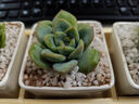 兩腿跑【送貨上門(mén)】教師節多肉植物帶盆桌面盆栽組合綠植花卉幼兒園盆栽 簡(jiǎn)約3盆(帶盆栽好) 曬單實(shí)拍圖