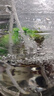 原生溪流小螃蟹紅鉗相守蟹觀(guān)賞蟹魚(yú)缸除藻爬寵吃糞便清潔工具深水 背甲3-5厘米原生相守蟹4只送2只 曬單實(shí)拍圖