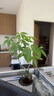 八芽發(fā)財樹(shù)小盆栽花卉水培植物客廳桌面綠植室內四季招財樹(shù)辦公室好養 雙桿發(fā)財樹(shù)-小藍瓶-含密胺托 含盆 曬單實(shí)拍圖