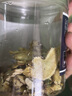 北京同仁堂黨參元氣四寶茶500g中藥材黨叁當(dāng)參克泡水煲湯黃芪當(dāng)歸西洋參組合 【3罐】黃芪125g+當(dāng)歸80g+黨參150g 曬單實拍圖