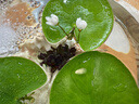 水培一葉蓮浮萍迷你水草凈化水質(zhì)魚(yú)缸造景睡蓮花水生水養花卉植物 一葉蓮 【3片裝】尺寸8-11厘米 曬單實(shí)拍圖