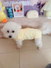 MIKI PAD狗狗衣服春夏季薄款包護肚衣絕育服術(shù)后防舔貓咪衣服透氣防掉毛 背心護肚衣-黃色#可做絕育服 M 胸圍40背長30（建議7-9斤） 曬單實拍圖