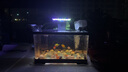 BARBAROUS GROWTH2025新款家用亞克力一體透明觀賞金魚(yú)缸小型客廳桌面塑料溪流造景 中號(hào)【底排缸】 黑色-【高清一體式魚(yú)缸】 曬單實(shí)拍圖