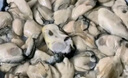 海鮮世家韓國冷凍生蠔肉430g 17-27只 牡蠣肉 火鍋燒烤食材海鮮生鮮 曬單實拍圖
