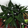 沭之美水培綠植富貴竹水養植物 富貴竹10支約70-80cm高-不含瓶 源頭直發(fā) 曬單實(shí)拍圖