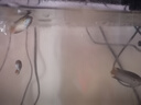 不用打氧中國斗魚活體觀賞魚斗魚活體菩薩魚原生旁皮婆熱帶魚耐養(yǎng) 普叉5-6厘米11條送飼料 曬單實拍圖