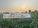 貝意品胡蘿卜種籽子四季夏秋播耐寒八寸參紅色高產菜園盆栽蔬菜種孑 曬單實拍圖
