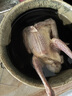【自營】農(nóng)家散養(yǎng)乳鴿 土鴿子整只新鮮冷凍煲湯鴿子肉生鮮鴿子湯 乳鴿5-6兩/只     3只裝 曬單實拍圖
