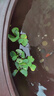 浮萍水草魚(yú)缸浮性水生植物圓心萍槐葉萍珊瑚小芝麻萍一葉蓮黃花菱 大號水芙蓉5朵送1朵 3-4cm直徑/朵 曬單實(shí)拍圖