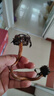 碗蓮種藕微型小荷花塊根莖帶芽苞水生植物迷你小蓮花苗室內外花卉 精品：2顆 處子落【種藕帶芽】中大苗 曬單實(shí)拍圖