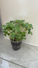 IAM City Farmer鳳仙花 兒童植物觀察杯 科學課植物種植盆栽根系生長DIY觀察10036 曬單實拍圖