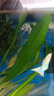 孔雀魚(yú)藍(lán)白緞帶蝶翼大C種魚(yú)天空藍(lán)燕尾白子孔雀魚(yú)火炬魚(yú)鳳尾活體 天空藍(lán)孕母配公3對(duì) 曬單實(shí)拍圖