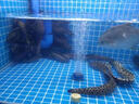 海鮮池商用超市飯店魚池一層海鮮魚缸大閘蟹螃蟹龍蝦貝殼類海鮮缸 1.5x0.8x1.0m 旗艦款水冷可制冷制熱設備2.0P(8-28度) 曬單實拍圖