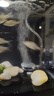 畫(huà)法幾何魚(yú)缸增氧泵小米米家智能魚(yú)缸專用1.5W靜聽(tīng)系列 家用氧氣泵 曬單實(shí)拍圖