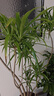 發(fā)財樹大型綠植客廳辦公室內旺宅落地式好養(yǎng)花卉吸甲醛龜背竹植物 【基地精選】柳葉百合竹1.1-1.3米原盆 曬單實拍圖