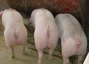 魚骨粉貓狗糧魚粉喂雞鴨鵝寵物牛羊豬禽畜用魚粉養(yǎng)殖用魚肉骨粉 魚骨粉 5斤 曬單實(shí)拍圖