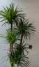 龍血樹客廳大型旺宅綠植龍須樹樹苗盆栽室內(nèi)特大盆景多頭四季植物 大型多頭龍血樹135-155cm-原盆 曬單實(shí)拍圖
