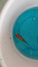 錦鯉魚(yú)活魚(yú)觀(guān)賞魚(yú)純種魚(yú)大型紅白冷水淡水好養耐活金魚(yú)小魚(yú)苗錦鯉 11-13cm三色2條 曬單實(shí)拍圖