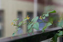 索尼（SONY）E 50mm F1.8 OSS APS-C畫幅定焦鏡頭 SEL50F18 黑色 曬單實(shí)拍圖