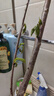 雙季矮化種植樹苗車?yán)遄犹卮髾烟耶?dāng)年盆栽地栽南方北方結(jié)果種植苗 車?yán)遄印久涝纭縚【6年苗】當(dāng)年爆 5月-6月帶葉發(fā)貨 曬單實拍圖