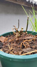 5棵8年老樁玫瑰花樹苗四季開花盆栽地載花卉室外薔薇花苗爬藤 玫瑰老根花色隨機(jī)（5棵裝） 曬單實(shí)拍圖