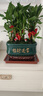 幼薇節(jié)節(jié)高富貴竹植物客廳轉(zhuǎn)運綠植盆栽辦公室內(nèi)桌面好養(yǎng)盆景四季常青 九棵富貴竹+孔雀綠招財進寶瓷盆 帶盆栽好 曬單實拍圖