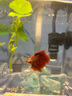 【泰國(guó)進(jìn)口精品斗魚】觀賞魚苗金魚熱帶好養(yǎng)耐活體淡水半月婚紗魚 S級(jí)*紅色公下單送魚食 曬單實(shí)拍圖