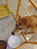 愛肯拿（ACANA） 狗糧 通用成犬幼犬 經(jīng)典雞肉草原天然犬糧11.4kg效期25/12 曬單實拍圖