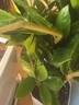 【招財(cái)進(jìn)寶金錢樹】客廳大型綠植好養(yǎng)活 開業(yè)喬遷禮吸甲醛 菱形白盆 高65-75cm+蝴蝶結(jié)綁帶 55-80cm 曬單實(shí)拍圖