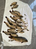 臻佑（Grsaed）魚餌鯉魚皮筋顆粒餌料組合紅薯膏小藥釣魚餌料膨化配方釣餌漁具 曬單實拍圖