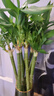 京云夢轉(zhuǎn)運(yùn)竹盆栽綠植居家水培植物四季轉(zhuǎn)運(yùn)竹60厘米不含盆10根源頭直發(fā) 曬單實(shí)拍圖