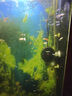 魚(yú)官兒 群游活體觀(guān)賞魚(yú)紅綠燈寶蓮燈鉆石燈魚(yú)小型熱帶魚(yú)適合新手闖缸魚(yú) 2cm+大寶蓮燈50條+送6防損 曬單實(shí)拍圖